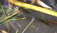 Hirudo medicinalis - Medicinal Leech