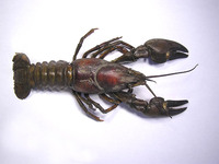 Pacifastacus leniusculus