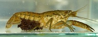 Procambarus fallax