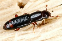 Rhizophagus bipustulatus