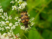 Judolia cerambyciformis var. anticeundulata
