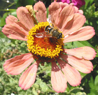 Eristalis tenax - Drone Fly