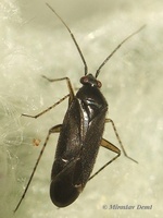 Plagiognathus arbustorum