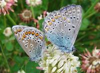 Polyommatus icarus - Common Blue