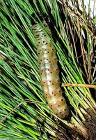 Apamea lithoxylea - Light Arches