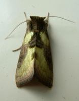 Diachrysia chrysitis - Burnished Brass