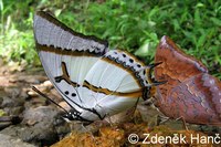 Polyura eudamippus