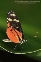 Heliconius hecale