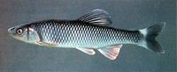 Cyprinella galactura, Whitetail shiner: