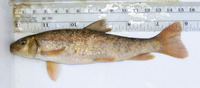 Catostomus tahoensis, Tahoe sucker: