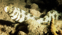 Echidna nebulosa, Snowflake moray: fisheries, aquarium