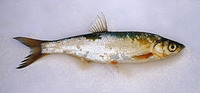 Chalcalburnus chalcoides, Danube bleak: fisheries, aquaculture