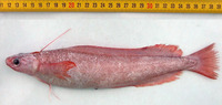 Gaidropsarus ensis, Threadfin rockling: