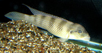 Lamprologus congoensis, :