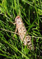 Schistocerca gregaria - Desert locust