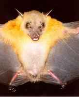 Image of: Cynopterus brachyotis (lesser short-nosed fruit bat)