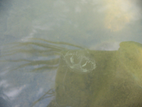 Craspedacusta sowerbyi - Freshwater Jellyfish