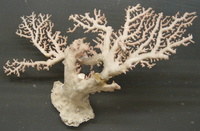 Stylaster sanguineus