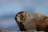 Image of: Marmota flaviventris (yellow-bellied marmot)