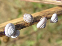Trochoidea pyramidata