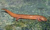Image of: Pseudotriton ruber (red salamander)