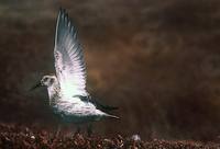 Calidris ptilocnemis - Rock Sandpiper