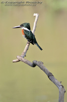 Chloroceryle amazona - Amazon Kingfisher