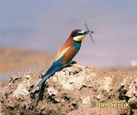 Merops apiaster - Bee-eater