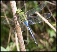 Image of: Anax junius (green darner)