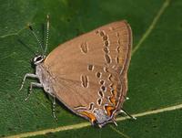 Image of: Satyrium edwardsii