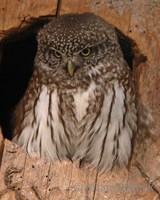 Glaucidium passerinum - Pygmy Owl