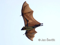 Pteropus giganteus - Indian Flying Fox