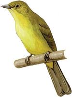 Image of: Chlorocichla laetissima (joyful greenbul)