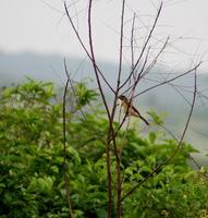 Image of: Chlorocichla simplex (simple greenbul)