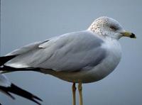 Image of: Larus delawarensis (ring-billed gull)