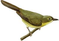 Image of: Phyllastrephus icterinus (icterine greenbul)