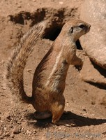 Xerus inauris - South African Ground Squirrel