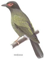 Image of: Sphecotheres viridis (Timor figbird)