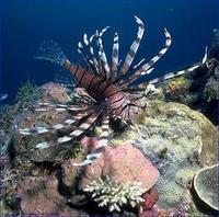 Image of: Pterois (lionfishes, turkeyfishes, and zebrafishes)