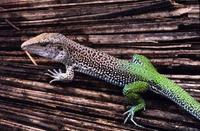 Image of: Ameiva ameiva (giant ameiva)