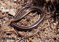 Image of: Ophisaurus compressus (island glass lizard)