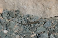 Ophisops elegans schlueteri