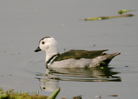 Cotton Pygmy-goose - Nettapus coromandelianus