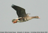 Greater White-fronted Goose - Anser albifrons