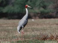 Sarus Crane - Grus antigone