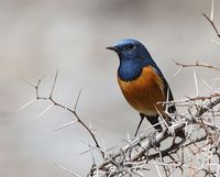 Blue-fronted Redstart - Phoenicurus frontalis