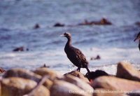 Bank Cormorant - Phalacrocorax neglectus