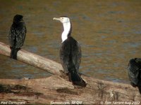 Pied Cormorant - Phalacrocorax varius