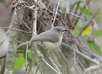 Common Newtonia (Newtonia brunneicauda) photo