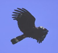 Hook-billed Kite - Chondrohierax uncinatus